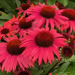 Echinacea 'Sunseekers Pomegranate'
